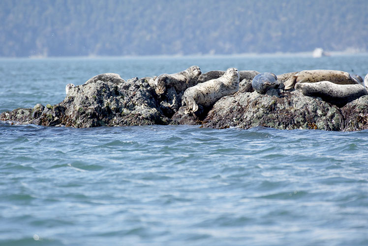 Harbor seals in Belle Rock, WA, USA. Photo: A. Banks