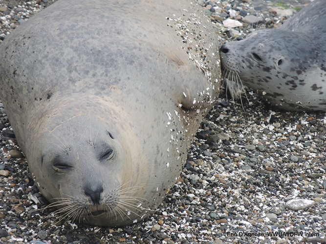 Harbor seal mom and pup in the San Juan Islands, WA, USA. Photo: E. D'Agnese