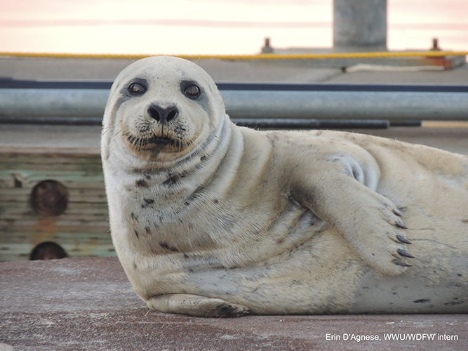 Harbor seal on a floating dock in the San Juan Islands, WA, USA. Photo: E. D'Agnese