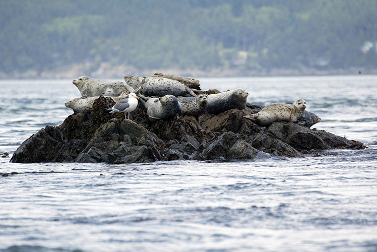Harbor seals on Cypress Island, WA, USA. Photo: A. Banks