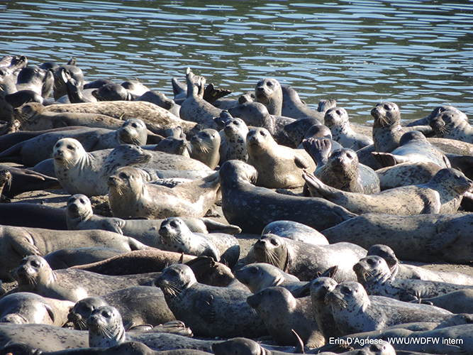 Harbor seals hauled out in the San Juan Islands, WA, USA. Photo: E. D'Agnese