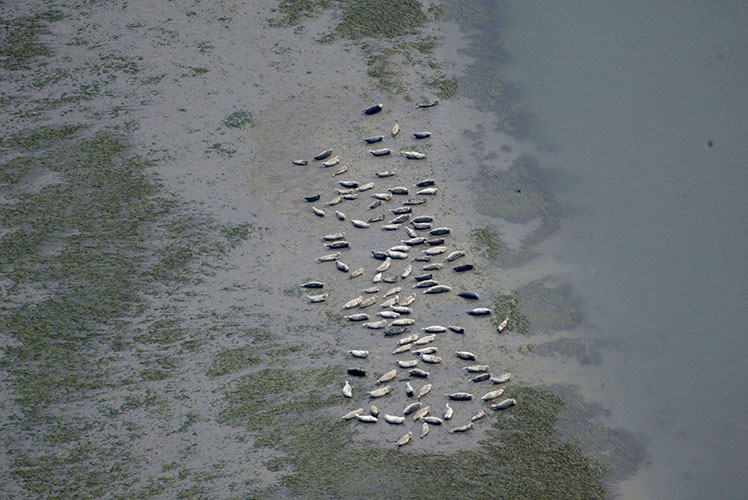 Harbor seals at low tide in East Saddle, WA, USA. Photo: A. Banks