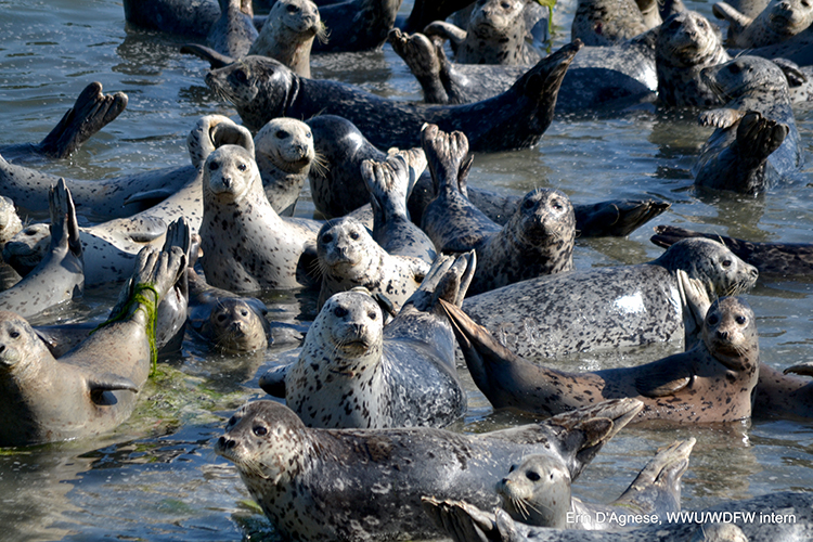 Harbor seals hauled-out in shallow water in the San Juan Islands, WA, USA. Photo: E. D'Agnese