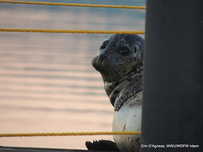 Harbor seal hauled out on a dock in the San Juan Islands, WA, USA. Photo: E. D'Agnese