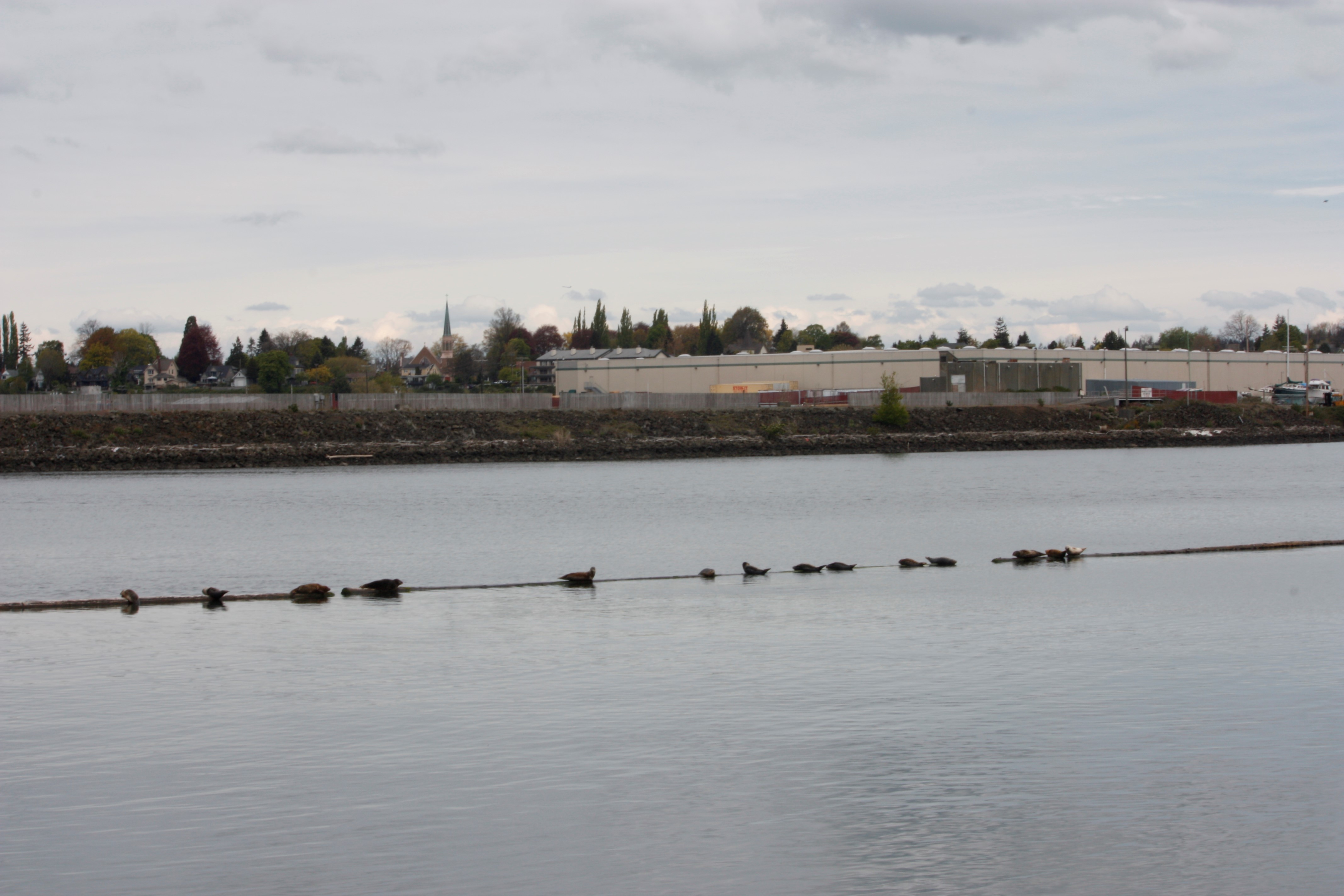 a line of seals in the distance