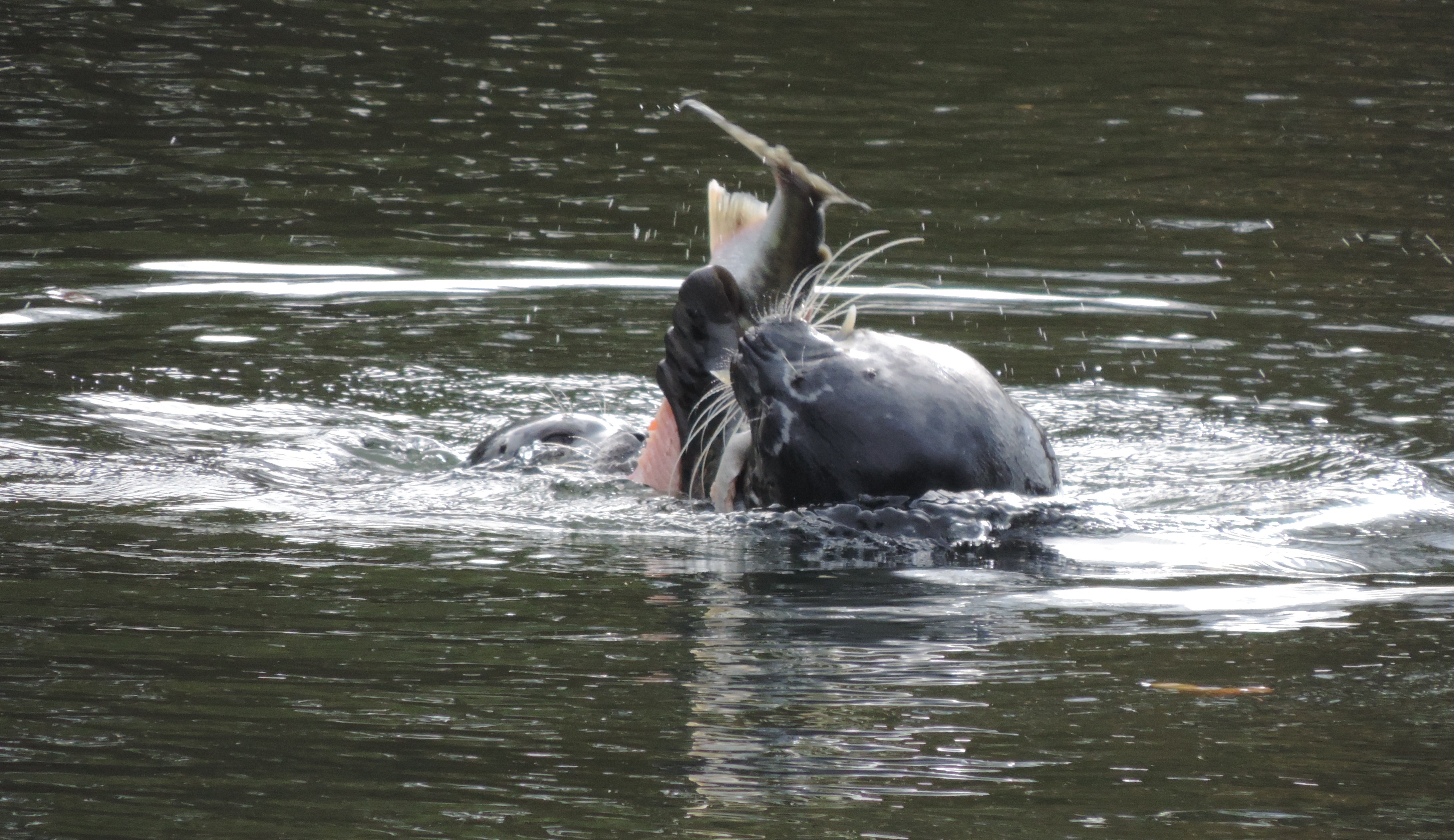 seal eating a fish above water