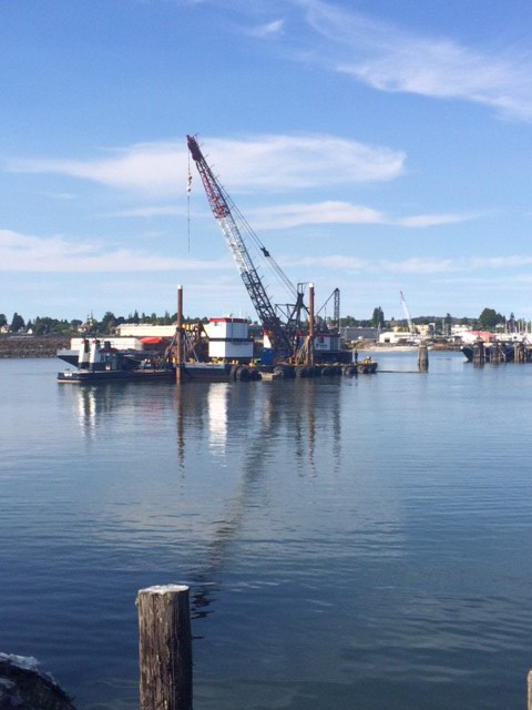 October 2015 Blog | Marine Mammal Ecology Lab | Western Washington ...