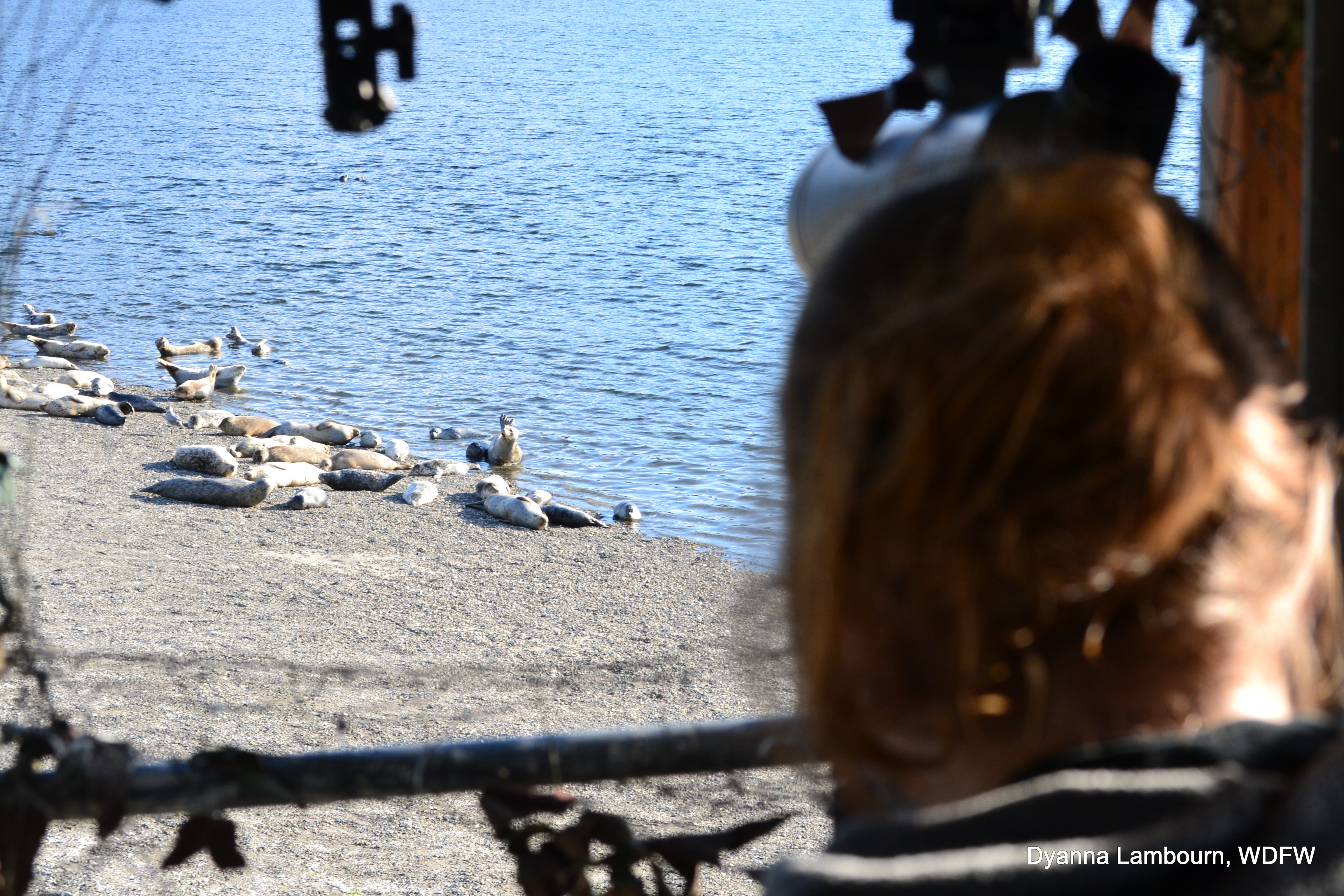 person watches grouping of seals on a beach