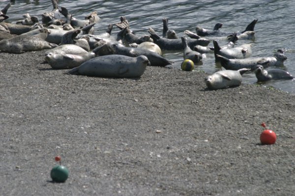 group of seals on the beach