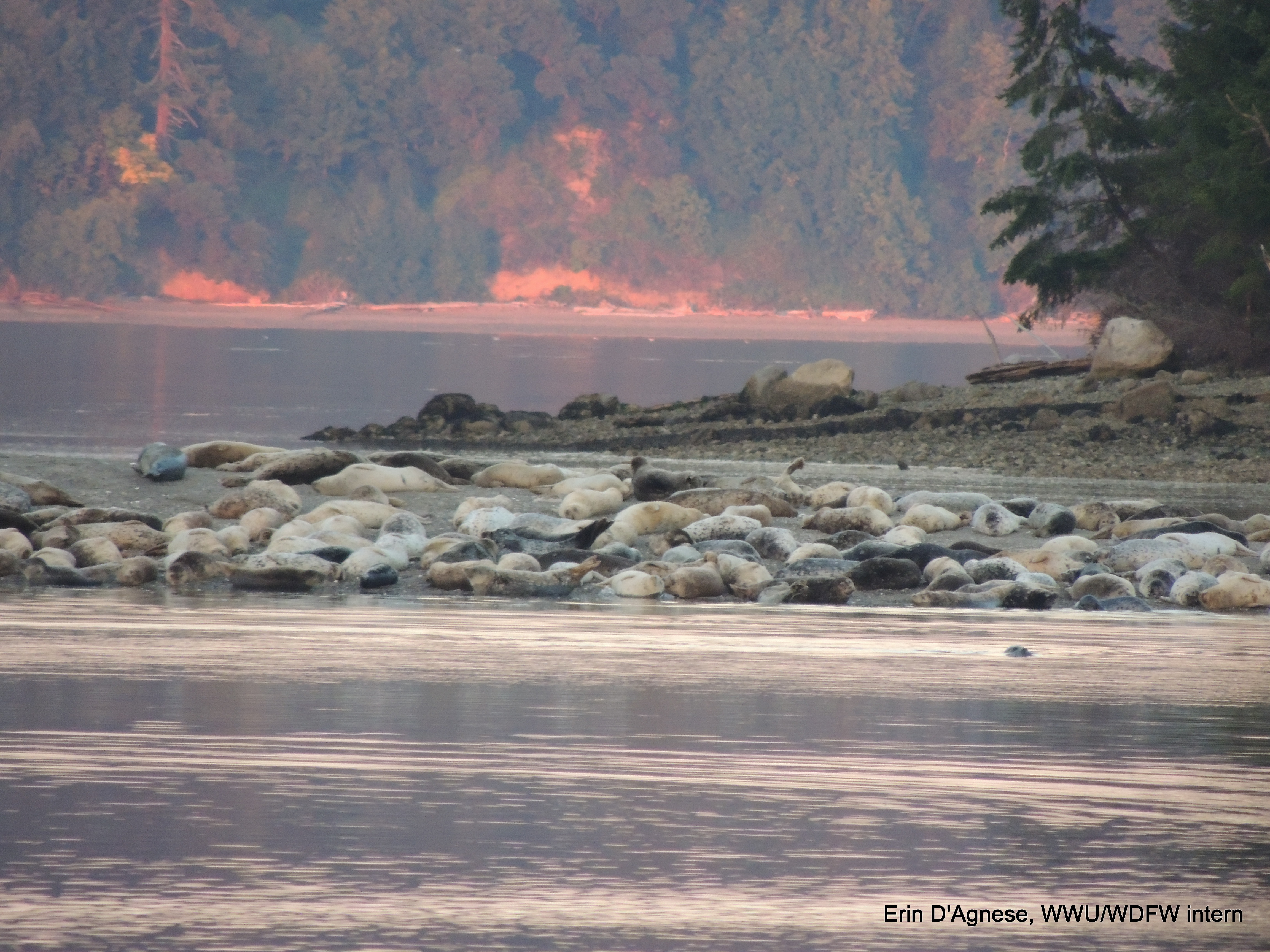 group of seals on the beach at dusk