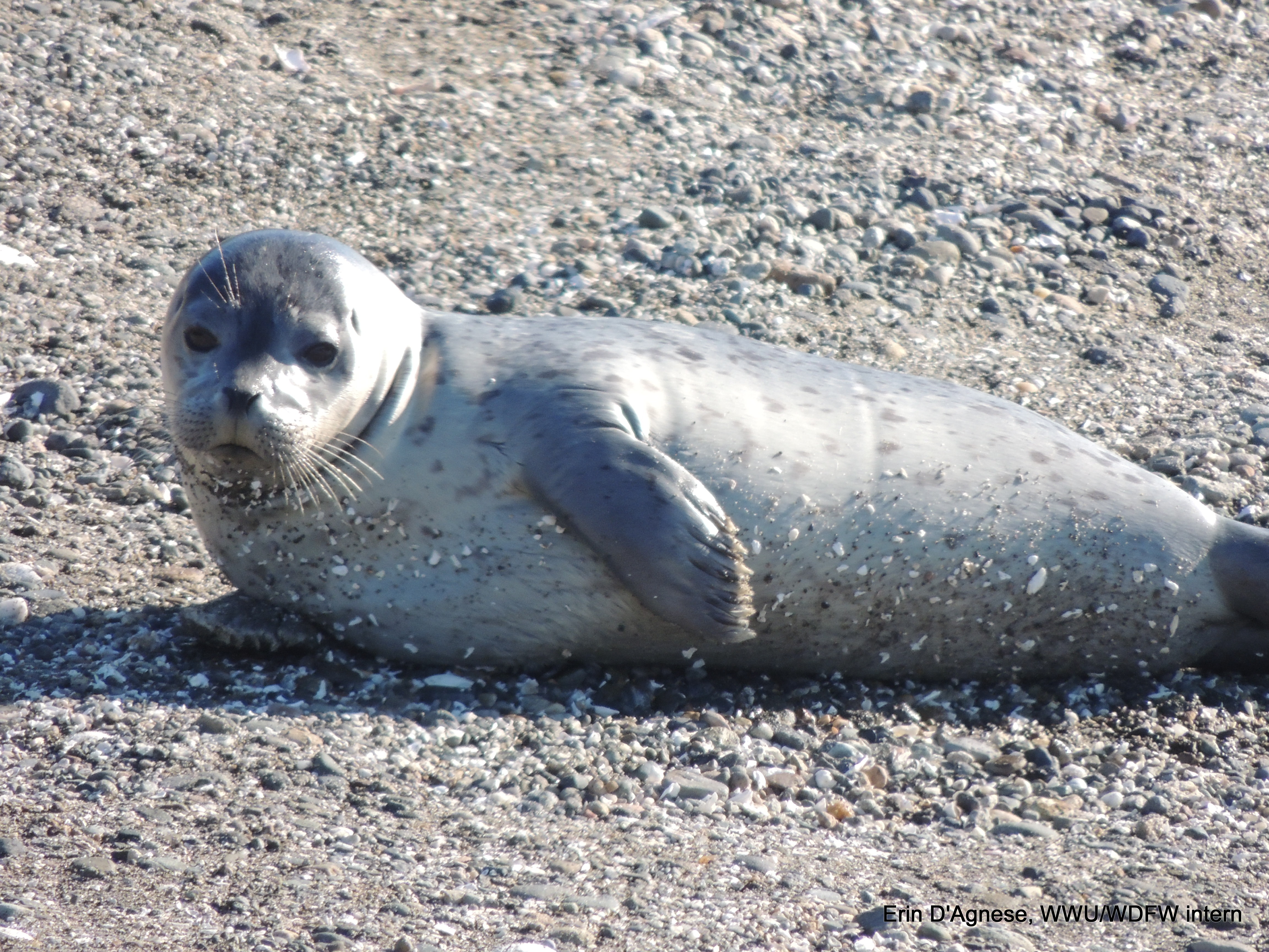 close up of a large seal pup