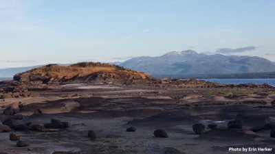 rocky beach with seals laying about