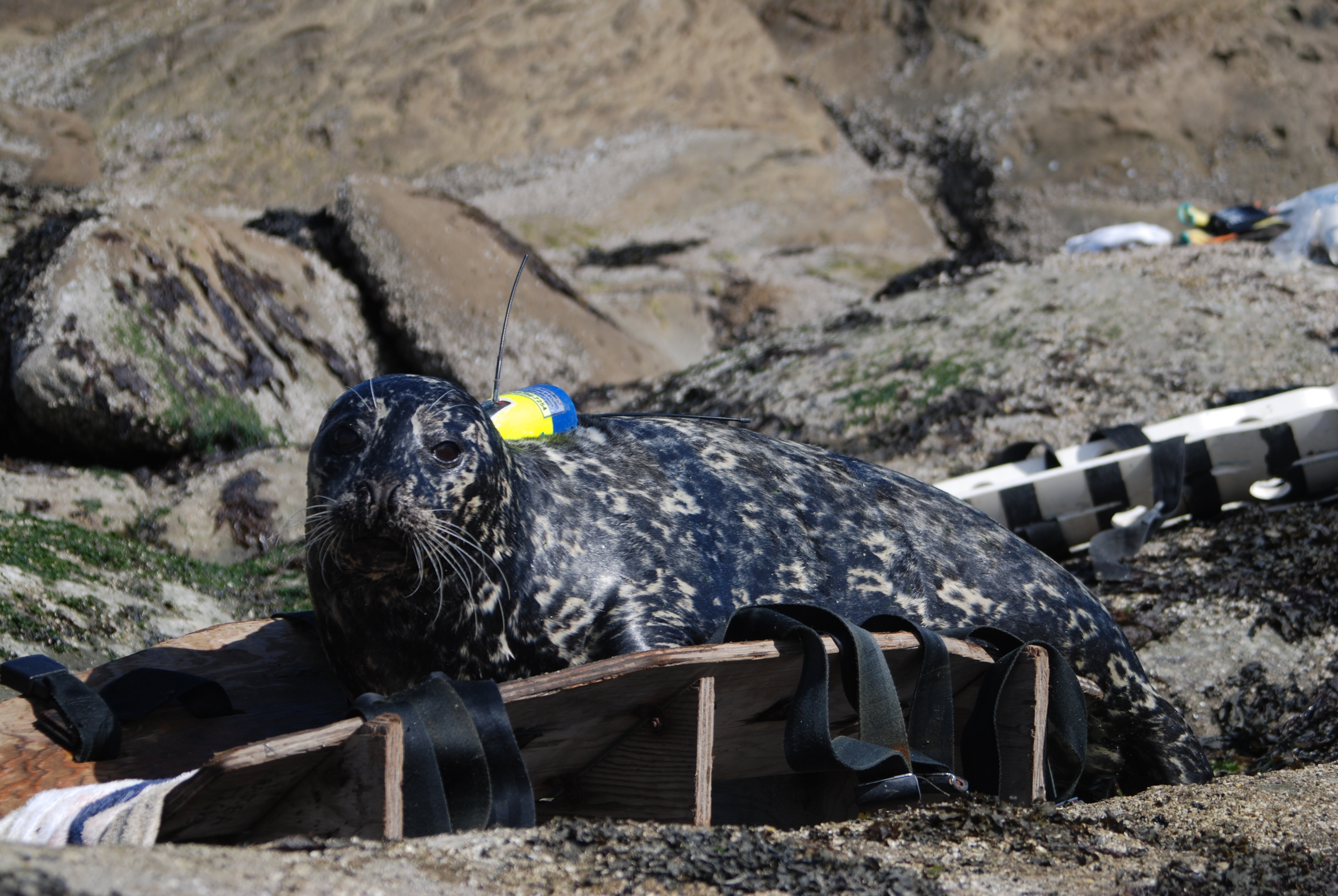 tagged seal